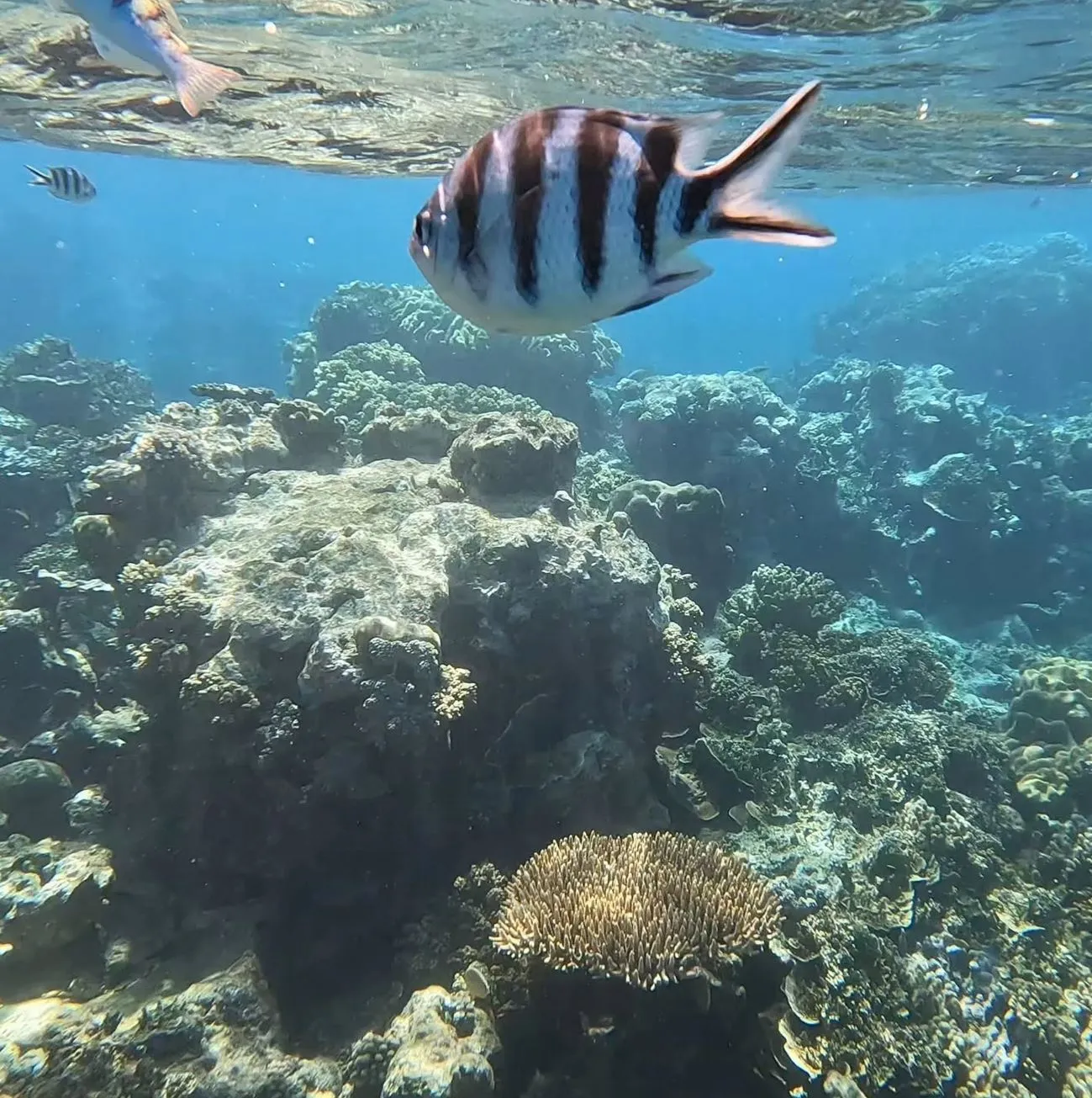 Great Barrier Reef Tours