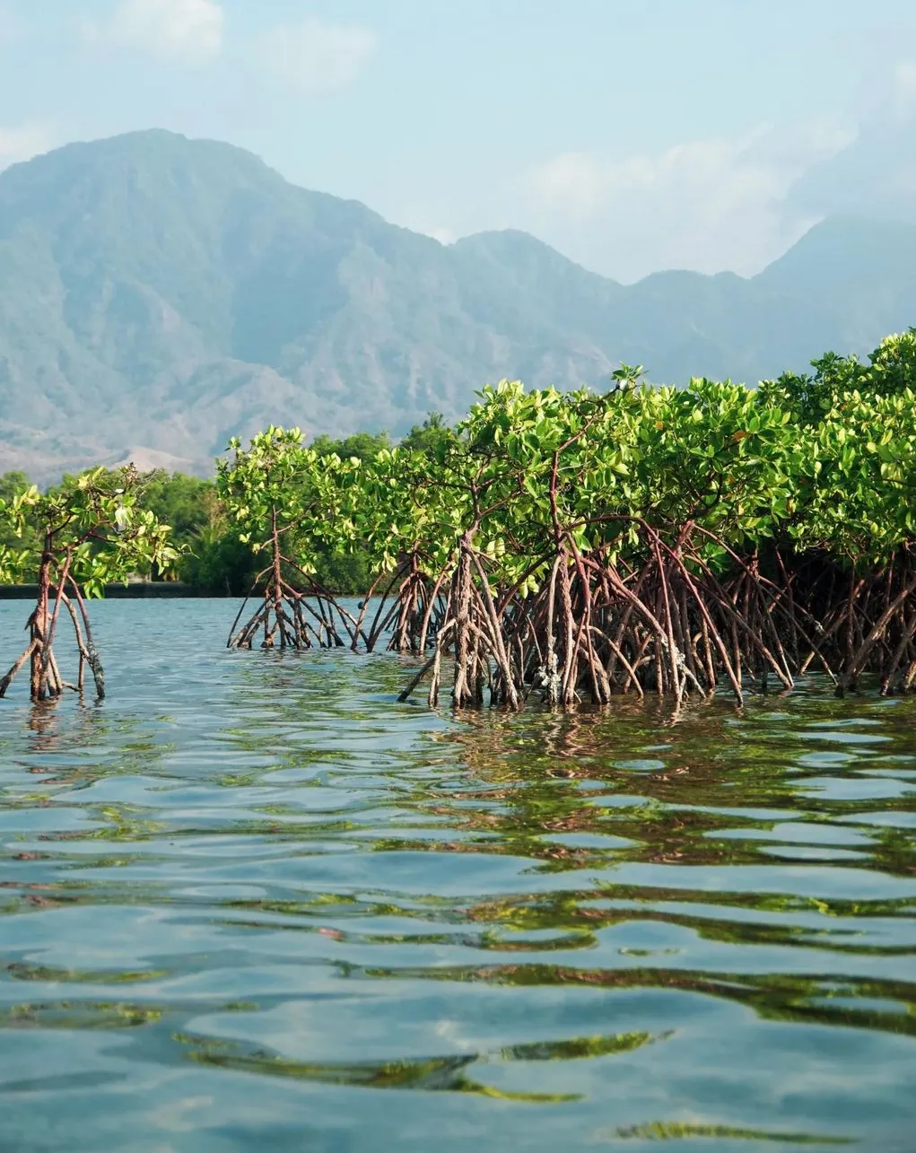 Mangroves And Mudflats Create Their Own Little Oasis of Calm
